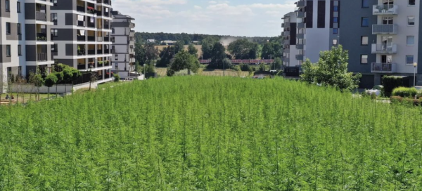 Widok na pole konopi włóknistej posadzonej między blokami mieszkalnymi.