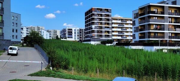 Widok na pole konopi włóknistej posadzonej między blokami mieszkalnymi.