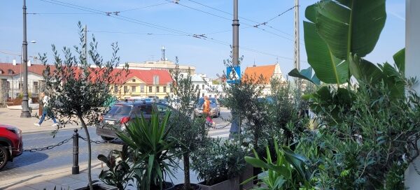 Roślinność zasadzona w donicach, ustawionch przed cukiernią.