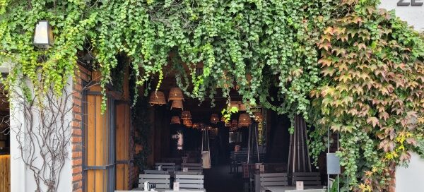 Ozdobne pnącza przy wejściu do restauracji.