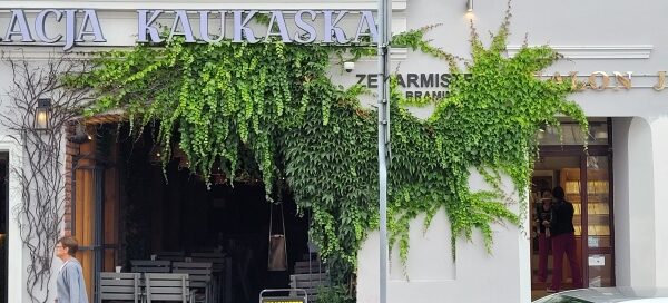 Pnącza we wnętrzu jednej z restauracji.