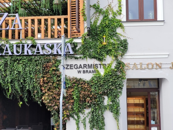 Pnącza na budynku restauracji.