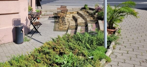 Roślinność przed kawiarnią, mieszczącą się przy skrzyżowaniu ulic w centrum miasta.