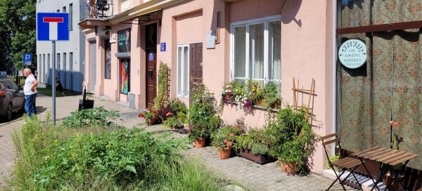 Roślinność przed kawiarnią, mieszczącą się przy skrzyżowaniu ulic w centrum miasta.