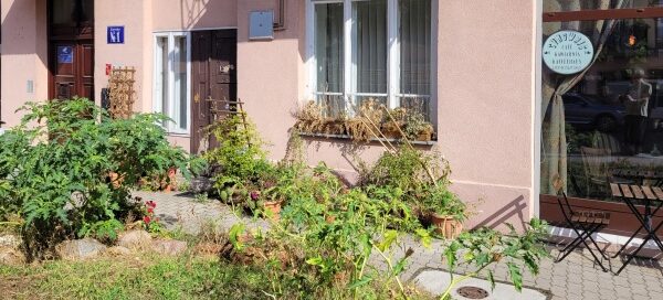 Roślinność przed kawiarnią, mieszczącą się przy skrzyżowaniu ulic w centrum miasta.