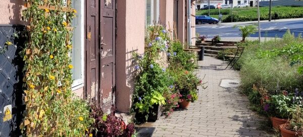 Roślinność przed kawiarnią, mieszczącą się przy skrzyżowaniu ulic w centrum miasta.