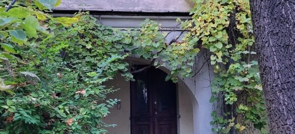 Budynek porośnięty pnączami.