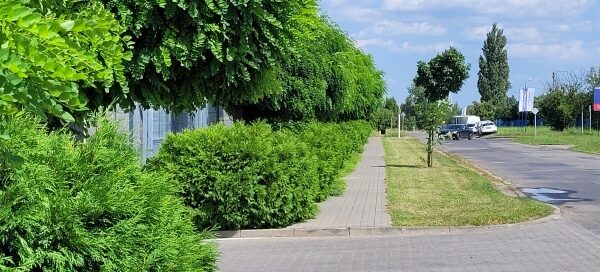 Nasadzenia drzew i krzewów wzdłuż chodnika.