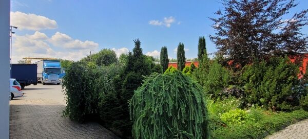Teren z trawnikiem, drzewami i nasadzeniami roślinnymi.