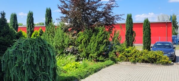 Roślinność ogrodu. Drzewa, krzewy, trawnik.