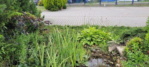 Roślinność ogrodu. Drzewa, krzewy, trawnik, oczko wodne.