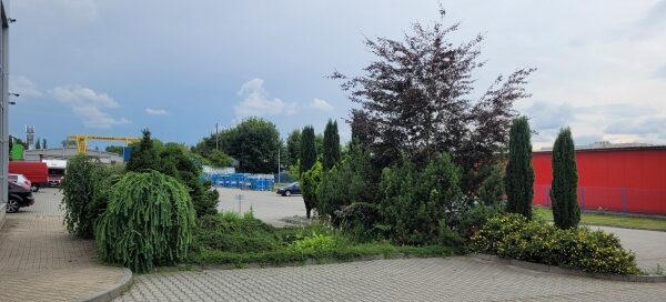 Teren z trawnikiem, drzewami i nasadzeniami roślinnymi.