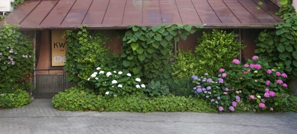 Pnącza porastające budynek. Widoczne są białe i fioletowe kwiaty.