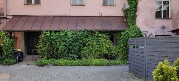 Pnącza porastające budynek na podwórzu kamienic.