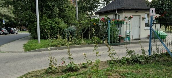 Trawnik, drzewa i kwiaty przy wjeździe na praking.