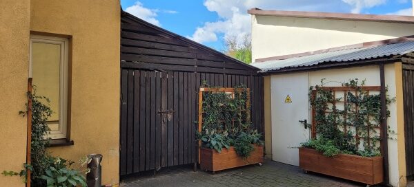 Drewniane donice z roślinnością na podwórzu kamienic.