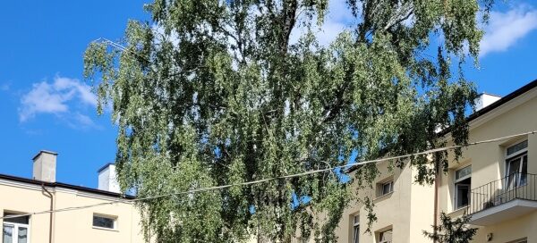 Wyspa z drzewem i roślinnością na jednym z podwórek.