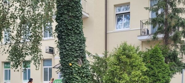 Wyspa z drzewem i roślinnością na jednym z podwórek.