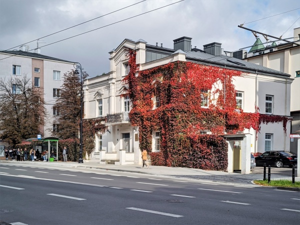 Pnącze koloru czerwonego, obrastające zabytkowy, biały budynek w centrum miasta.