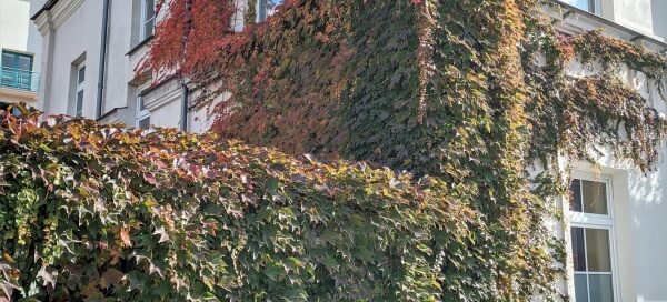 Pnącza porastające mur i ścianę białego, zabytkowego budynku. Pnącza mają czerwony i zielony kolor.