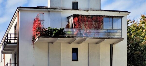 Balkon z pnączami mieszczący się na ostatnim piętrze budynku.