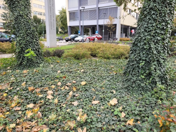 Bluszcz pokrywający pnie drzew oraz teren trawnika. W oddali widoczny budynek.