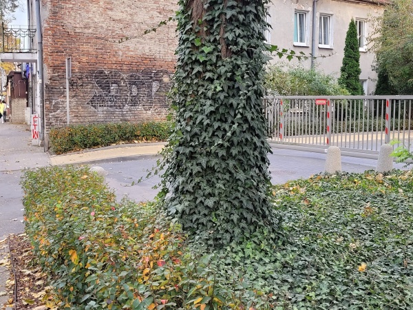 Pień drzewa i teren trawiasty pokryte bluszczem.
