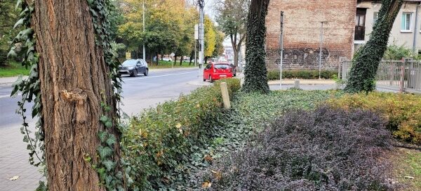 Pnie drzew pokryte bluszczem. Widoczne równierz nasadzenia krzewów.