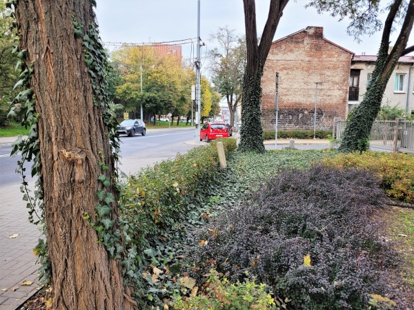 Pnie drzew pokryte bluszczem. Widoczne równierz nasadzenia krzewów.
