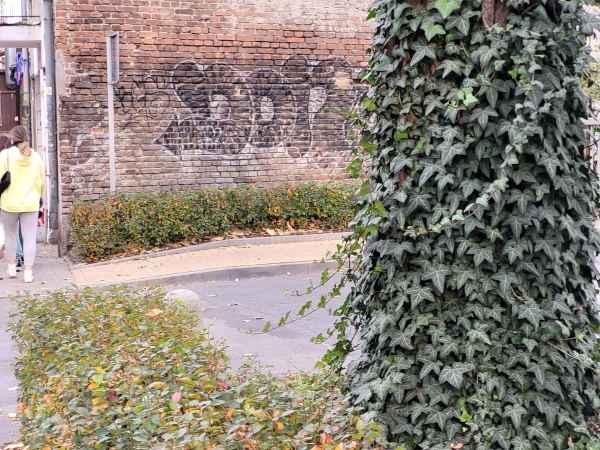 Pień drzewa pokryty bluszczem.