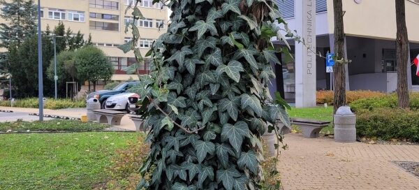Pień drzewa pokryty bluszczem.