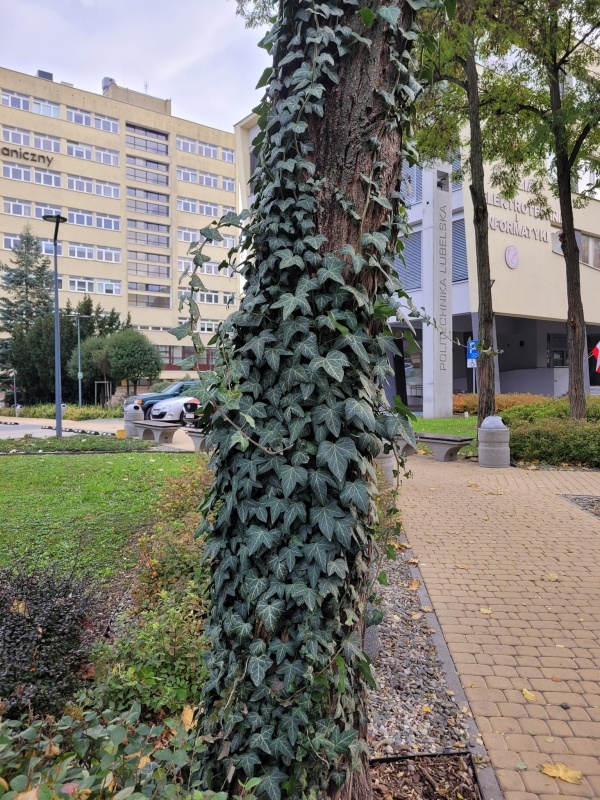 Pień drzewa pokryty bluszczem.