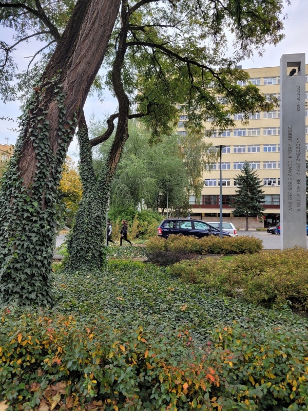 Tereny zielone przed Politechniką. Pnie drzew pokryte bluszczem. Widoczne nasadzenia krzewów.