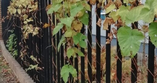 Metalowy płot, na którym rośnie roślina Chmielu w ziolono-brązowym kolorze.