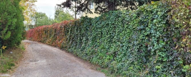 Ubita droga gruntowa, otoczona z dwóch stron ogrodzeniem, na którym zasadzono pnącza.