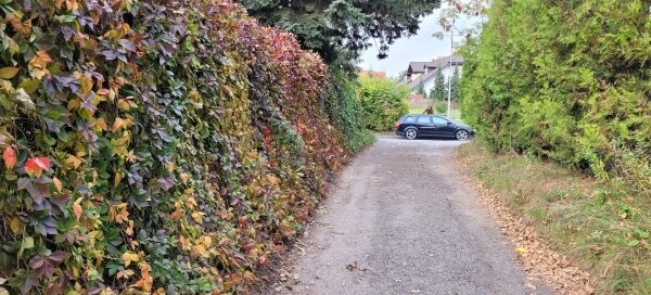 Ubita droga gruntowa, przy której, na ogrodzeniu zasadzono pnącza. Okres Jesienny.