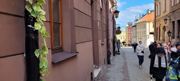 Zielone pnącze dekorujące rynnę przy kamienicy na Starym Mieście.