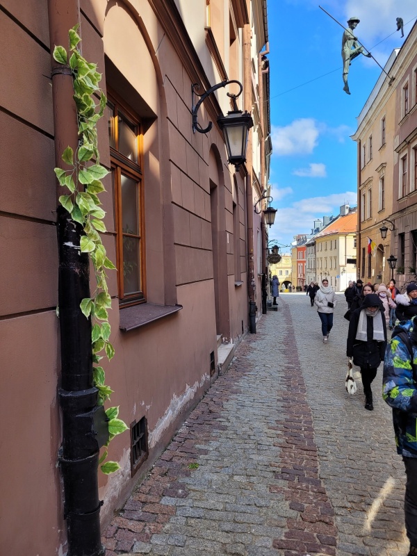 Zielone pnącze dekorujące rynnę przy kamienicy na Starym Mieście.