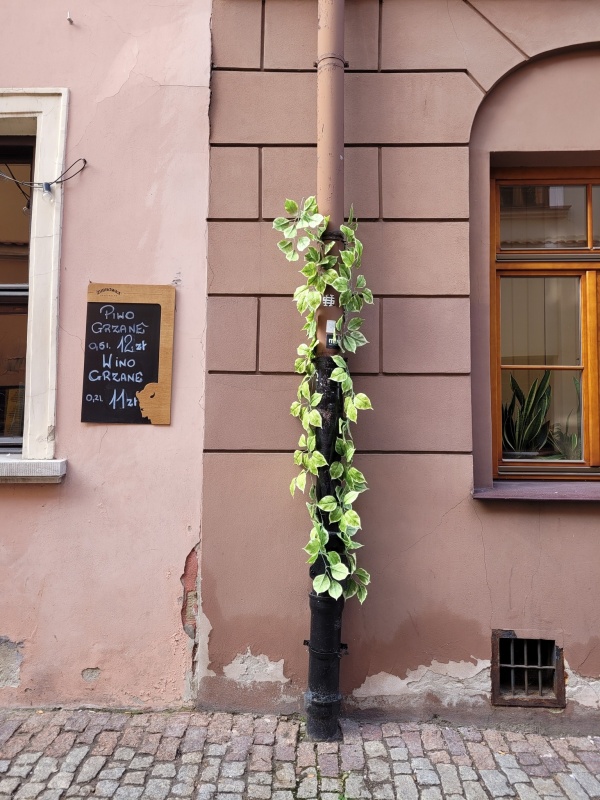 Zielone pnącze dekorujące rynnę przy kamienicy na Starym Mieście.