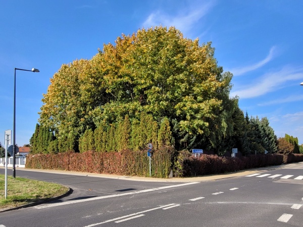 Posesja usytuowana przy skrzyżowaniu dwóch ulic. Stare, rozłożyste drzewa, rzędy tui oraz pnącza zasadzone na ogrodzeniu, tworzą prywatny klimat miejsca.