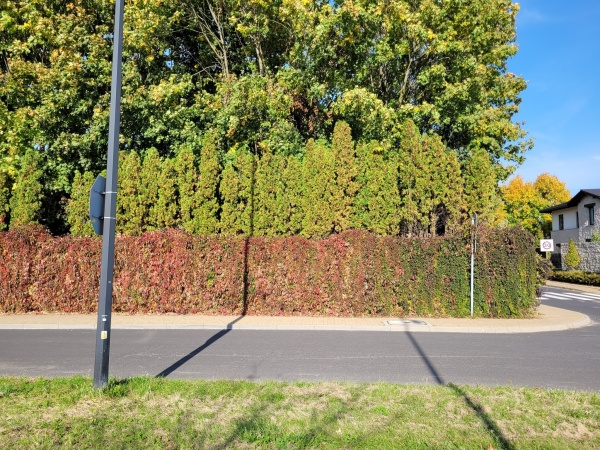 Stare, rozłożyste drzewa, rzędy tui oraz pnącza zasadzone na ogrodzeniu, oddzielają teren posesji od ulicy.