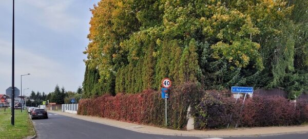 Stare, rozłożyste drzewa, rzędy tui oraz pnącza zasadzone na ogrodzeniu, oddzielają teren posesji od okolicy.