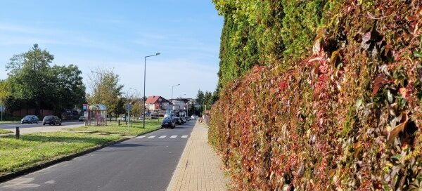 Pnącza zasadzone na płocie oraz rzędy tui oddzielają teren posesji od chodnika i ulicy.
