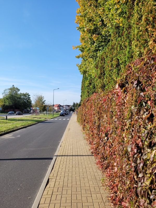 Pnącza zasadzone na płocie oraz rzędy tui oddzielają teren posesji od chodnika i ulicy.