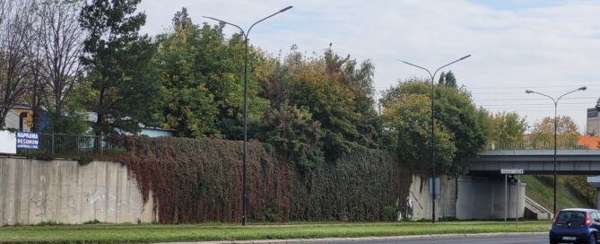Winobluszczowa kaskada, która ozdabia mur oporowy przy wiadukcie kolejowym. Rośliny układają się w spływające w dół pasma. Są dobrze eksponowane na szarym murze.