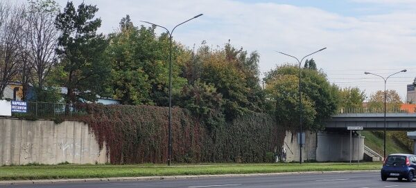 Winobluszczowa kaskada, która ozdabia mur oporowy przy wiadukcie kolejowym. Rośliny układają się w spływające w dół pasma. Są dobrze eksponowane na szarym murze.