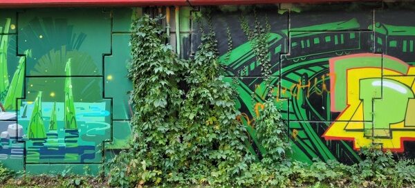 Pnącza porastające mur oporowy pod ekranami akustycznymi.