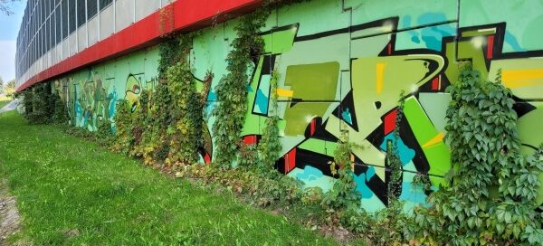 Pnącza porastające mur oporowy pod ekranami akustycznymi.