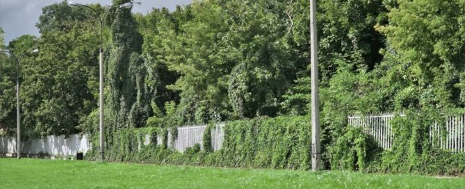 Winobluszcz na ogrodzeniu pod zamkiem na błoniach. Płot jest jednostajny, biały i składa się z gęstych pionowych prętów. Widać, jak stopniowo pochłania go winobluszcz.