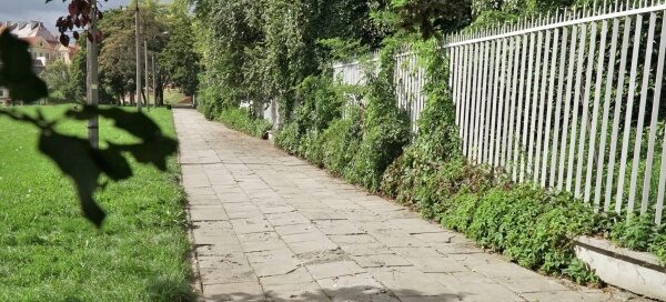 Chodnik dla pieszych przebiegający obok ogrodzenia otaczającego zamek. Ogrodzenie zarasta winobluszcz. Widoczne są również drzewa, rosnące u stóp wzgórza zamkowego.